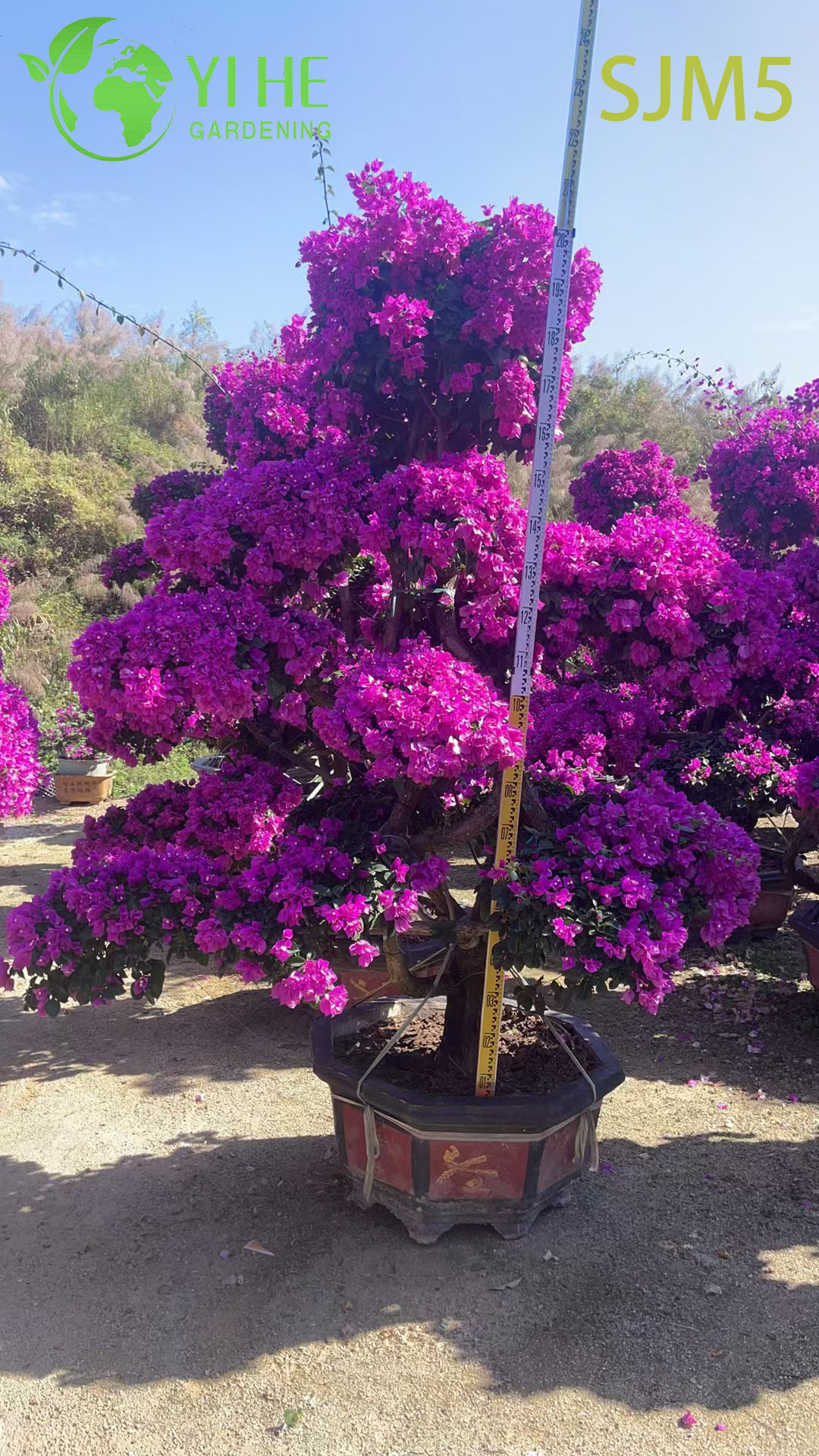 Бугенвиллея яркая садовая цветущая декоративная для дома