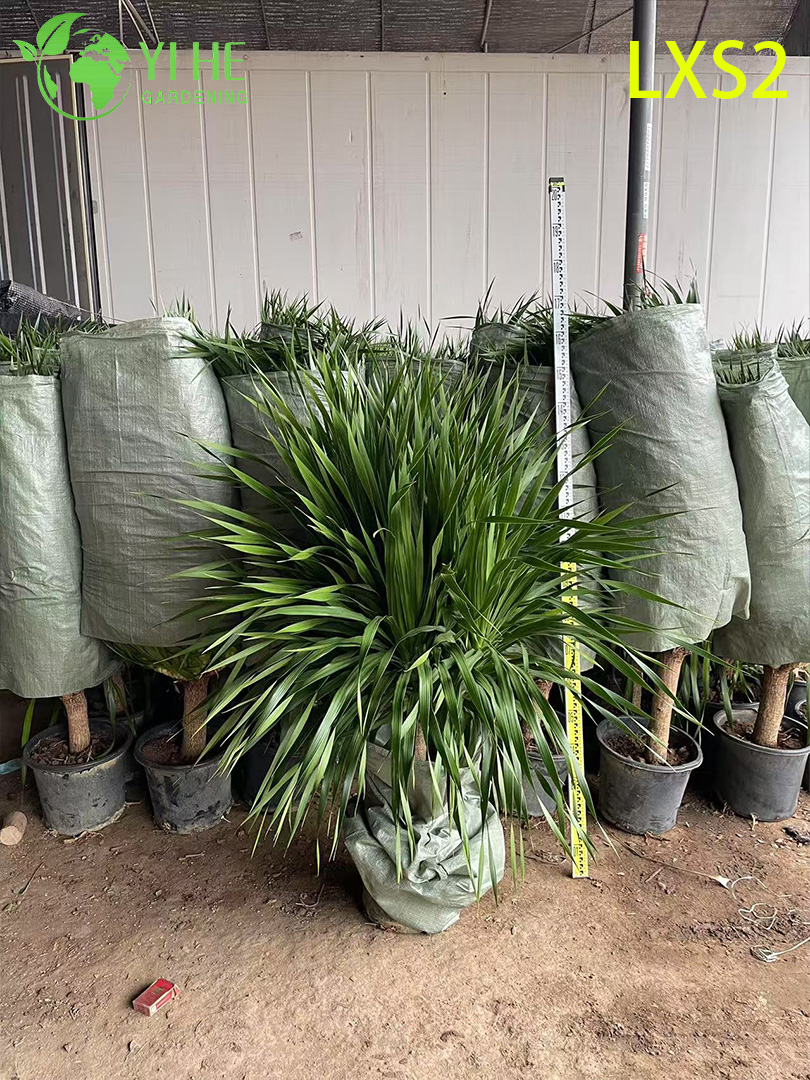 Драцена декоративная зеленая домашнее растение офисный интерьер