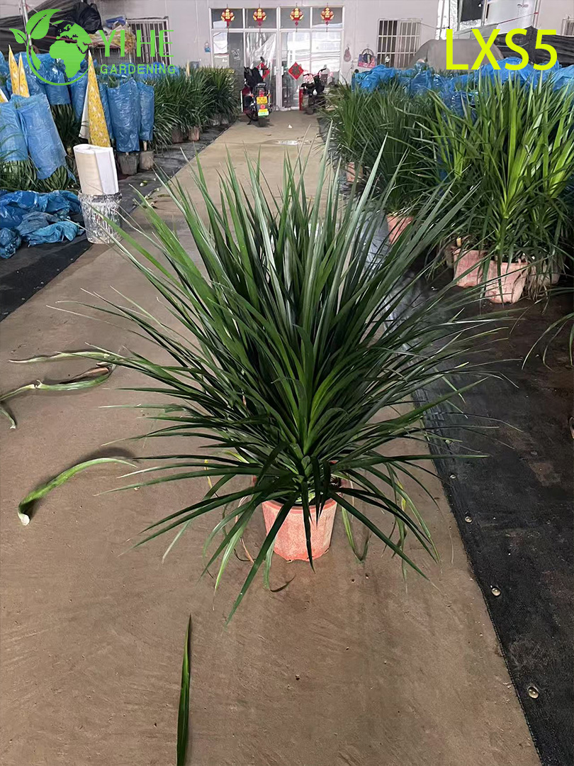 Драцена декоративная крупнолистная черная зеленая комнатное растение