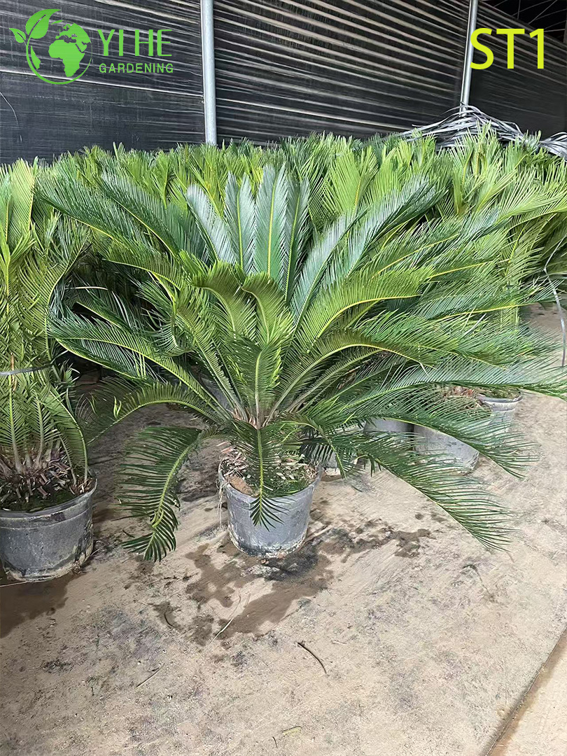 Цикас декоративный комнатный крупнолистный зеленый тропическое растение