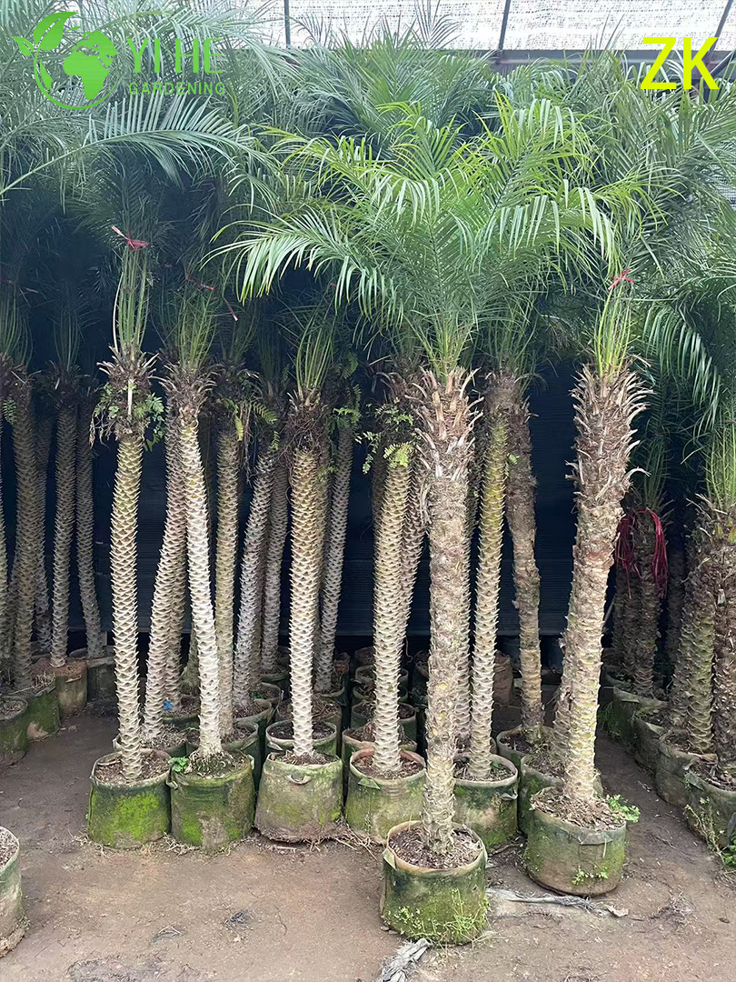 Финиковая пальма декоративная комнатная пальма тропическое растение
