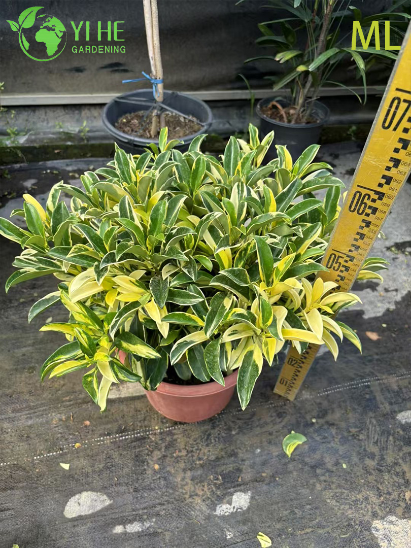 Жасмин ароматное цветущее растение декоративный кустарник комнатный и садовый цветок