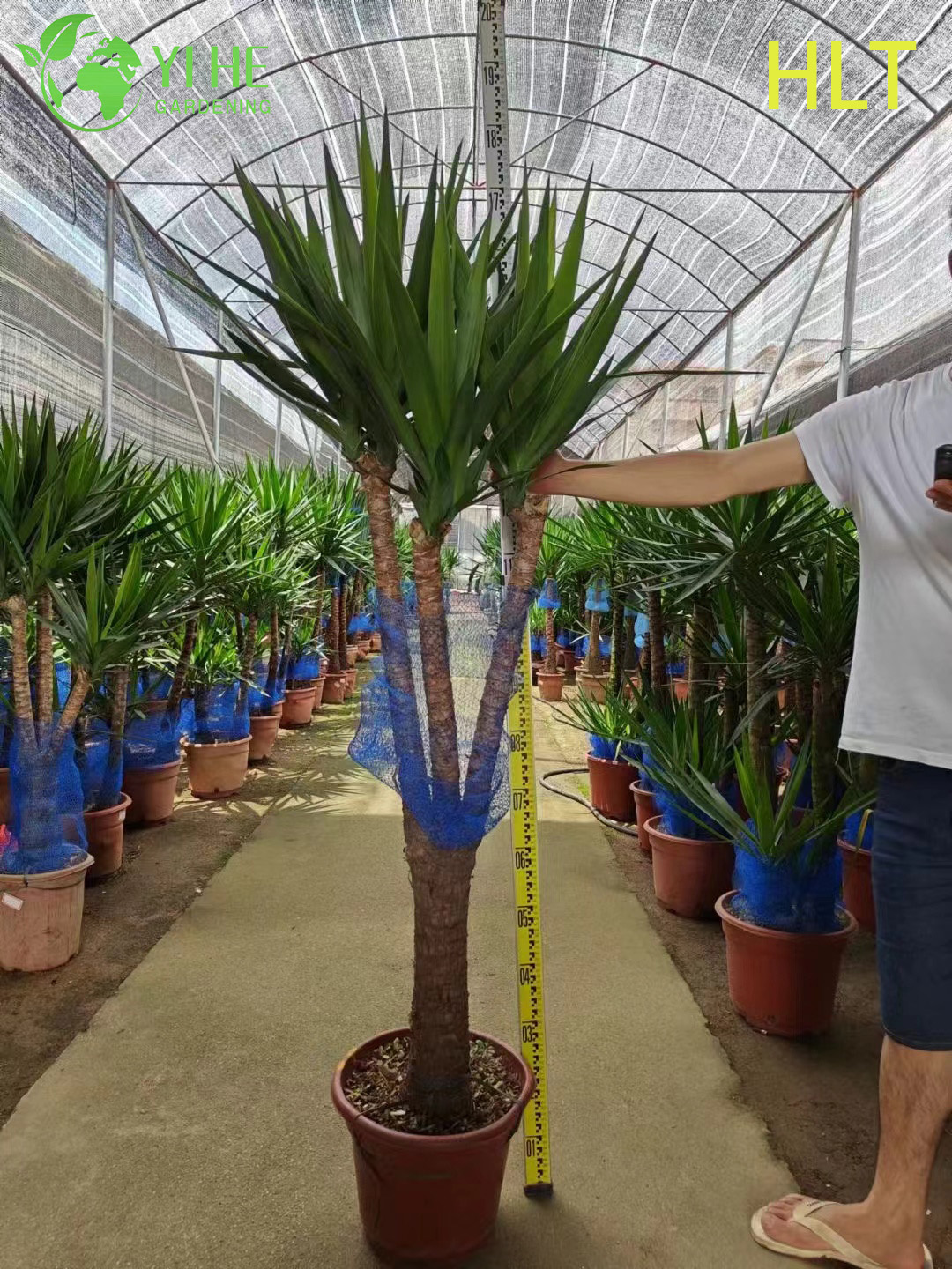 Драцена декоративное растение, крупнолистное комнатное дерево, вечнозеленый тропический цветок для офиса и дома