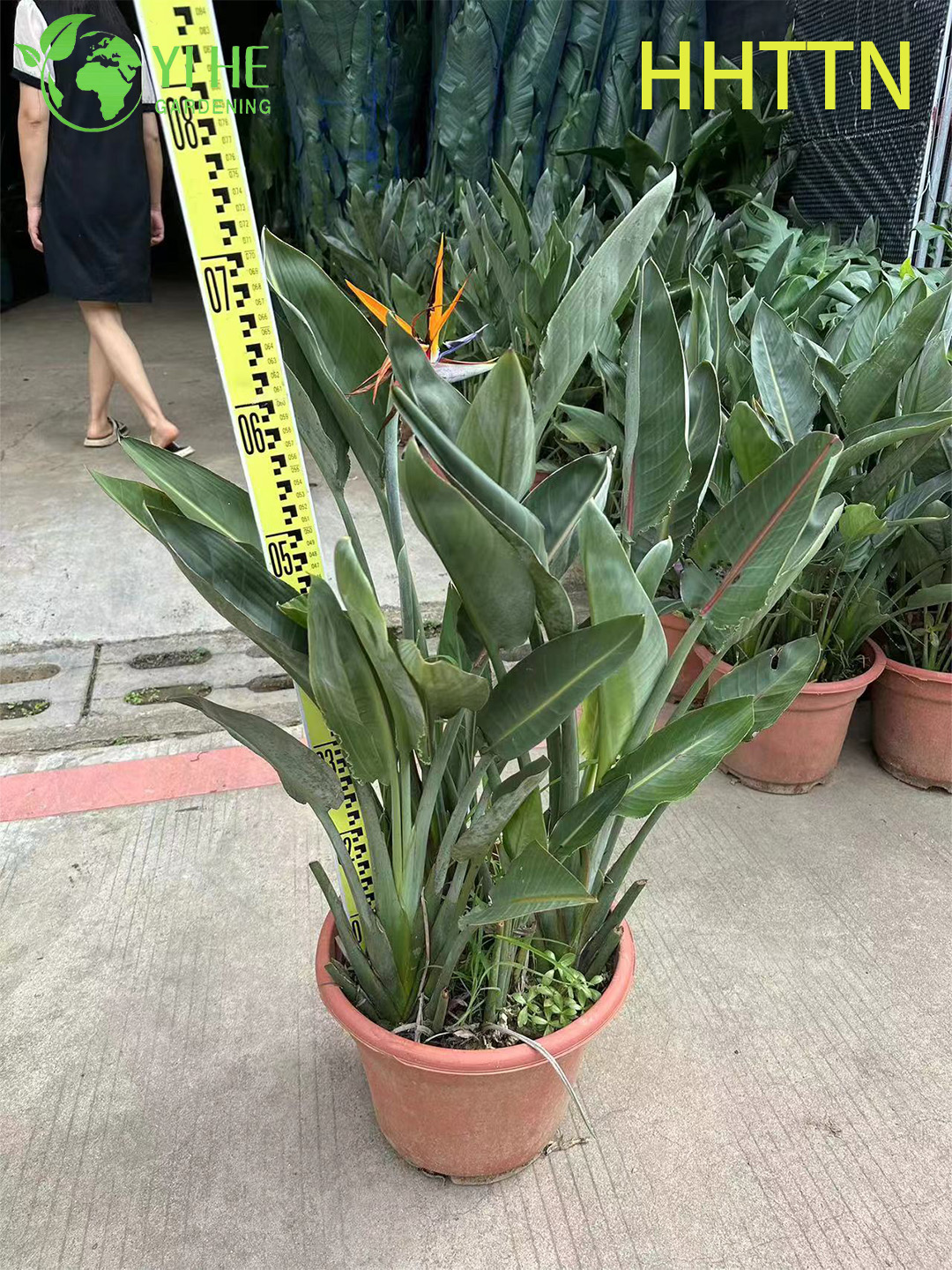 Стрелиция райская птица, экзотическое декоративное растение, тропический цветок для сада и интерьера