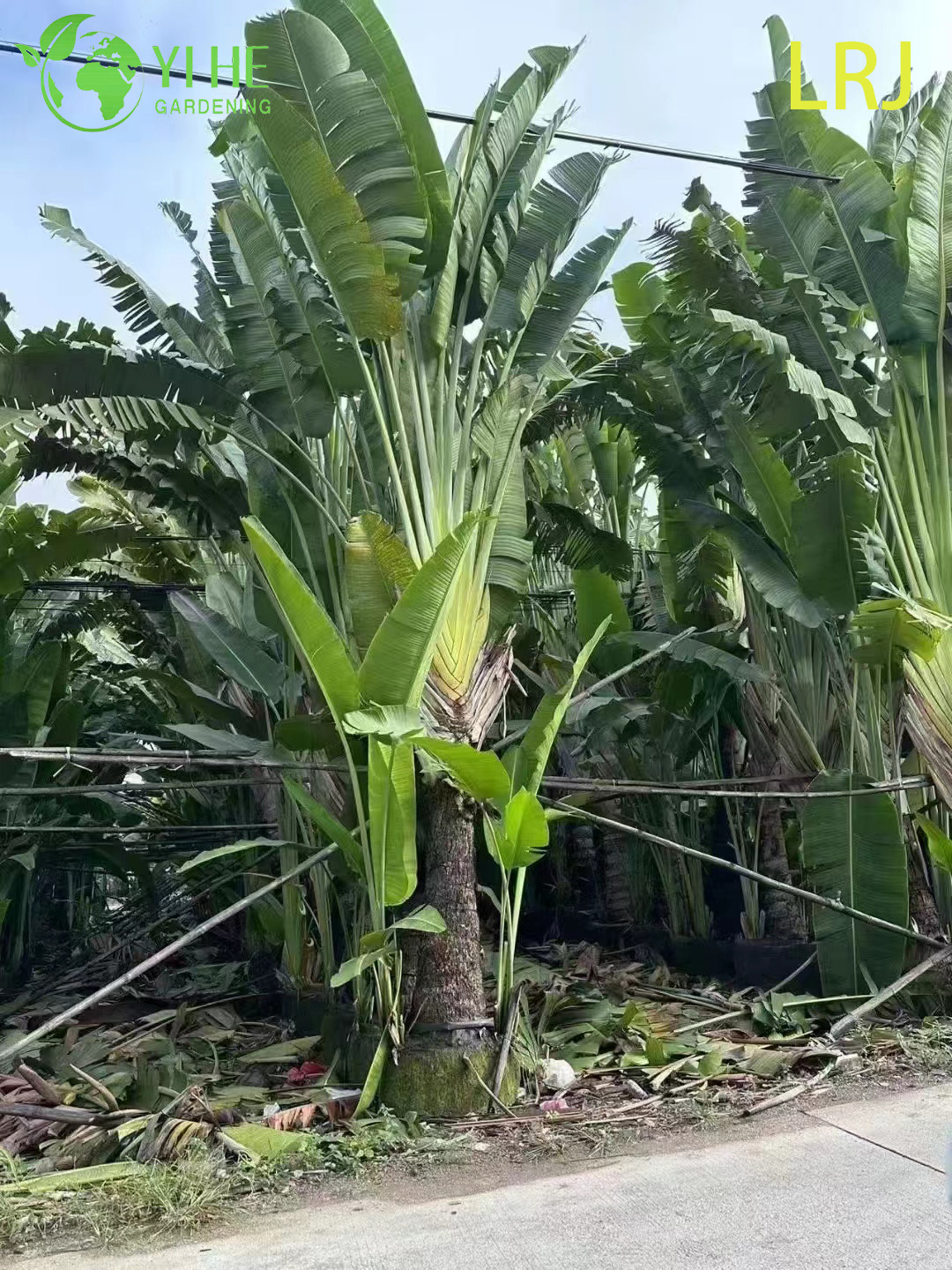 Пальма путешественника, декоративное тропическое растение, крупный вечнозеленый экзотический кустарник для сада и парка