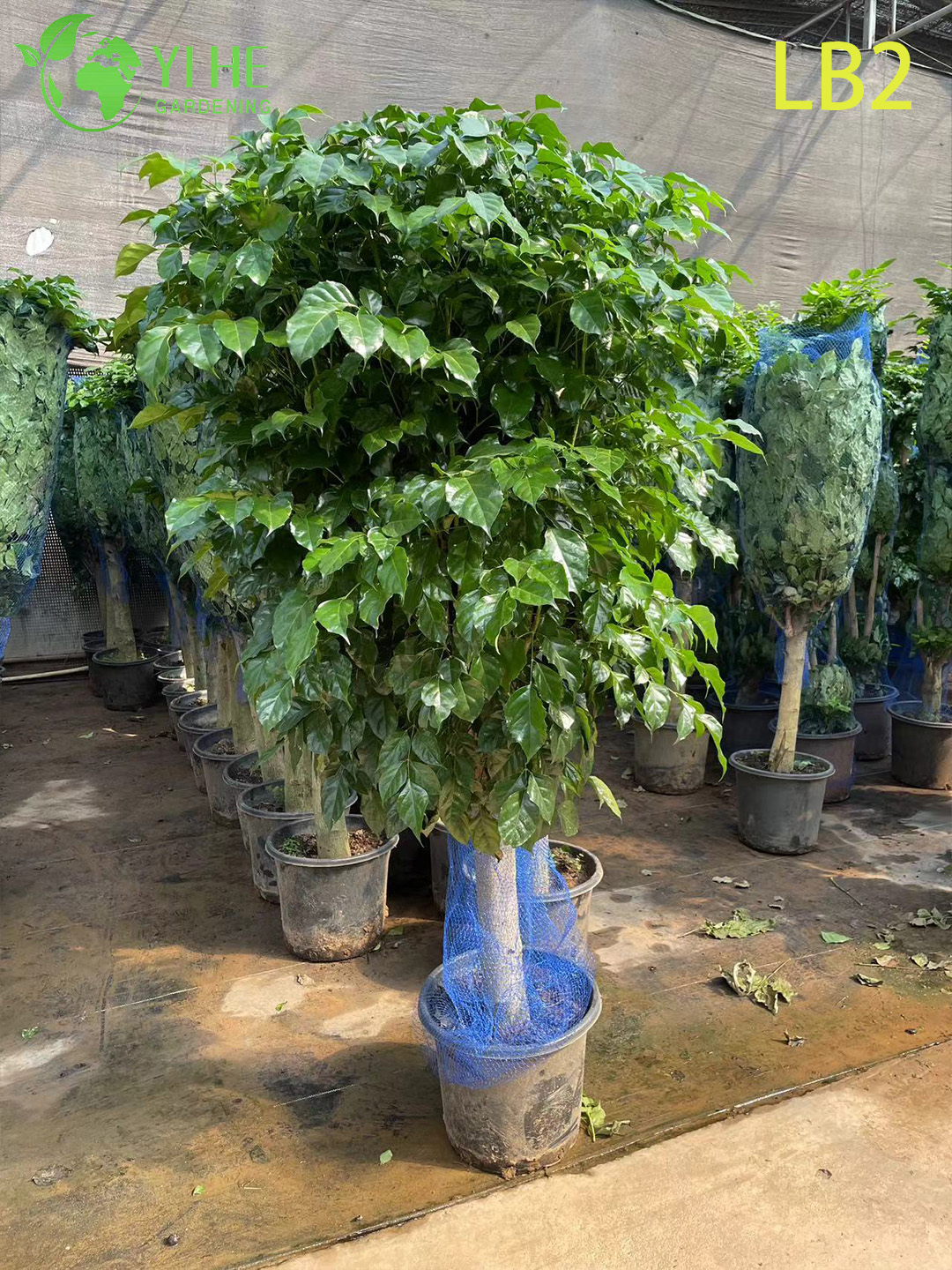 Аглаонема Зелёное Сокровище, декоративное комнатное растение, вечнозелёный цветок для офиса и дома