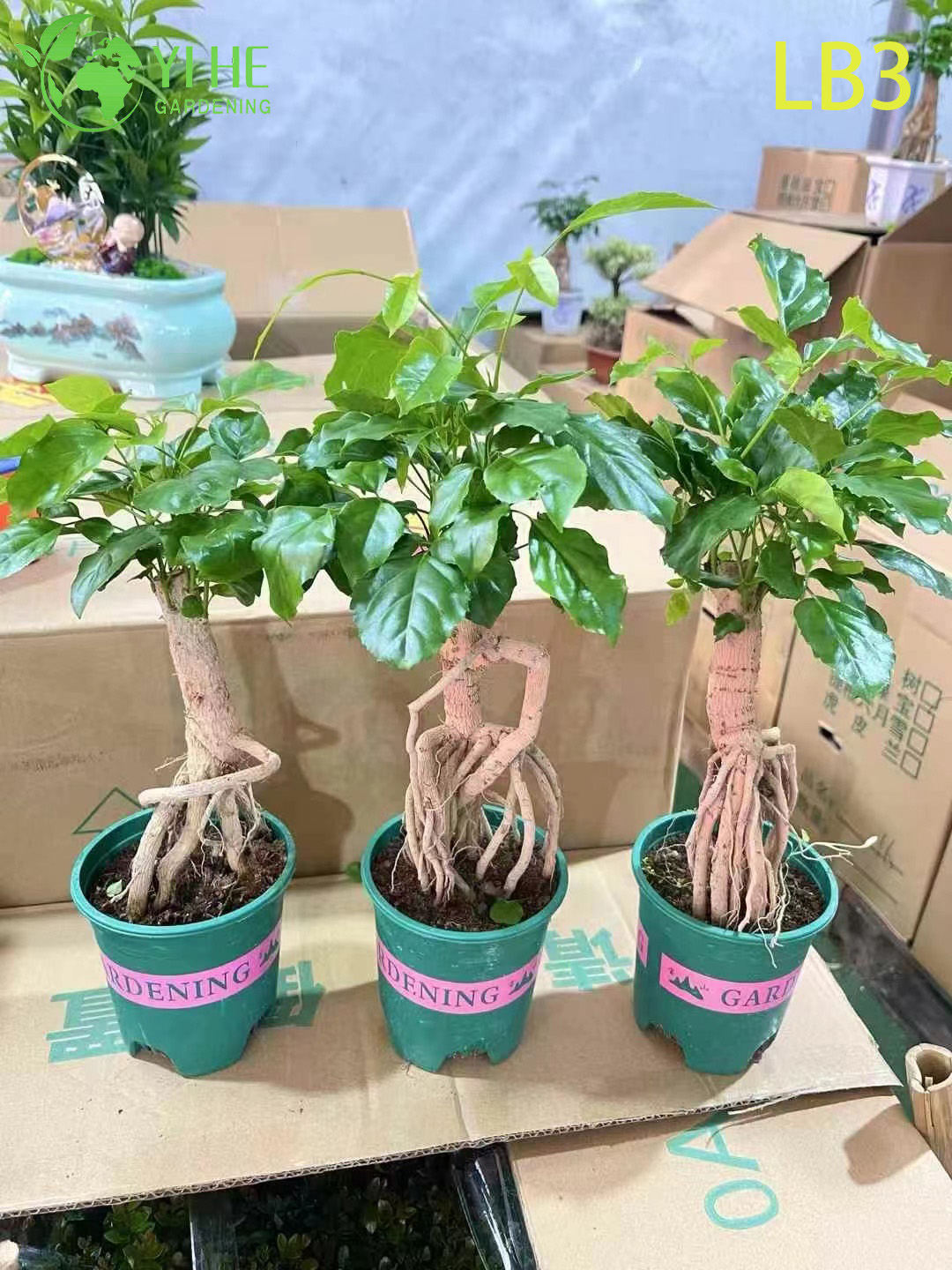 Аглаонема Зелёный Самоцвет, комнатное декоративное растение, вечнозелёный цветок для офиса и дома