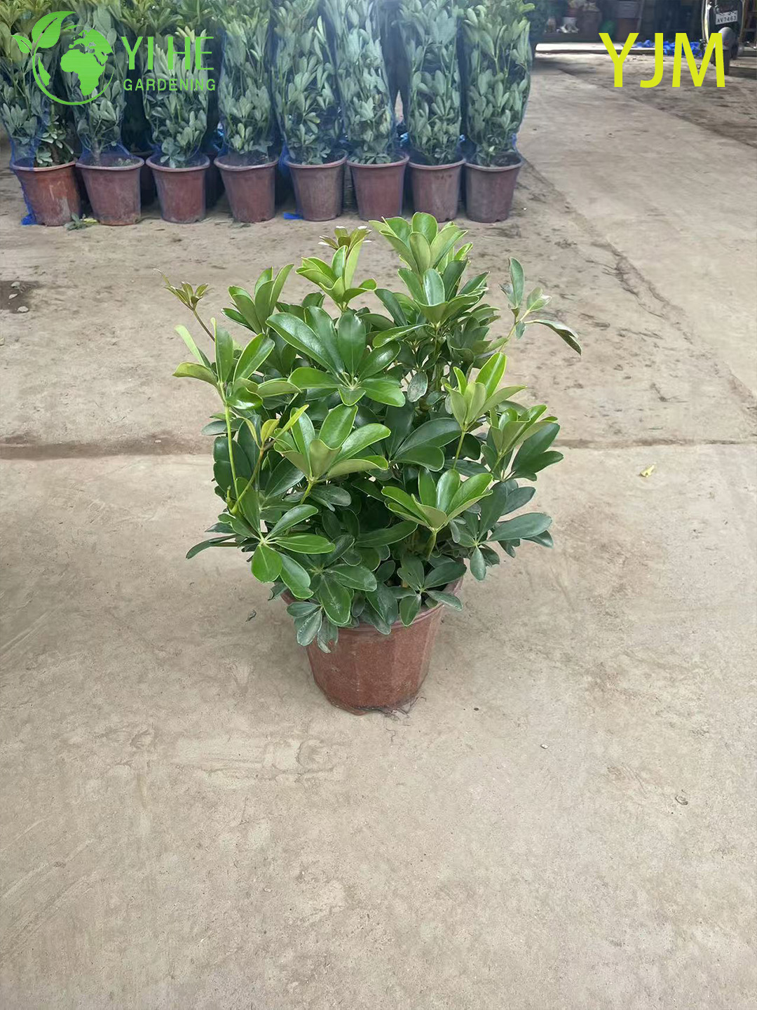 Шеффлера декоративное комнатное растение, вечнозеленый кустарник, экзотическое дерево для офиса и дома