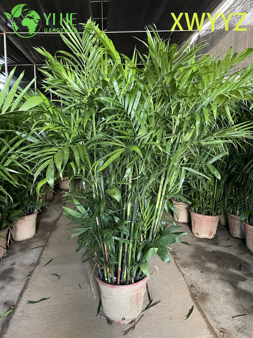 Гавайская пальма декоративное комнатное растение экзотический вечнозеленый цветок для дома и офиса