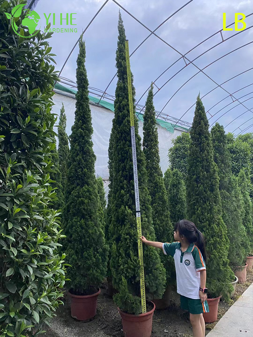 Можжевельник китайский декоративный хвойный кустарник вечнозеленое дерево для сада и ландшафта