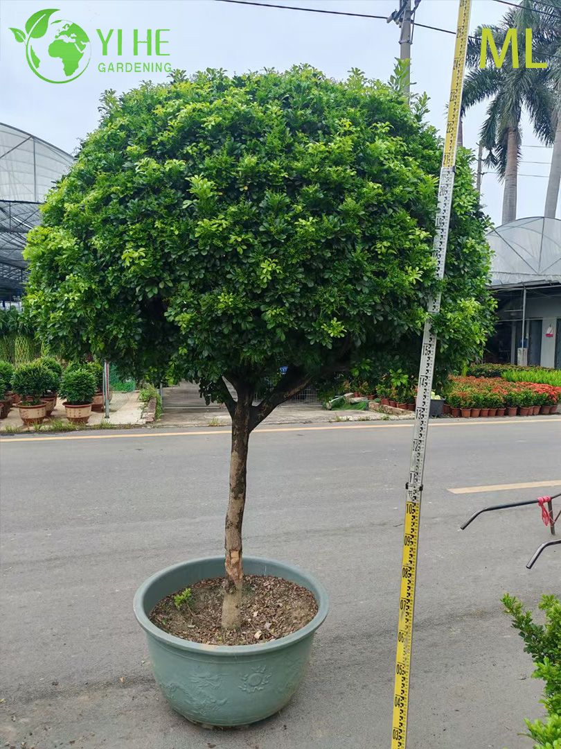 Мурайя экзотическая, ароматный цветущий кустарник, декоративное вечнозеленое растение для сада и дома