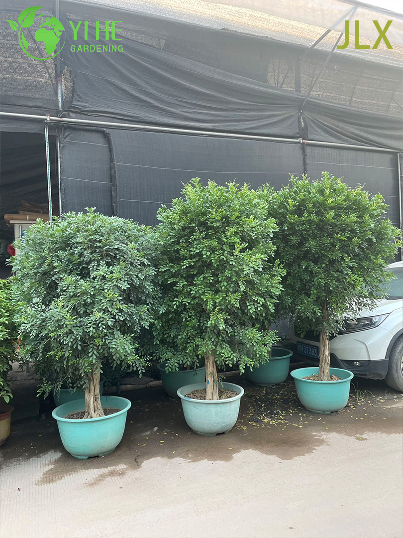 Муррайя душистая кустарник, ароматное декоративное растение, цветущий вечнозеленый цветок для сада и дома