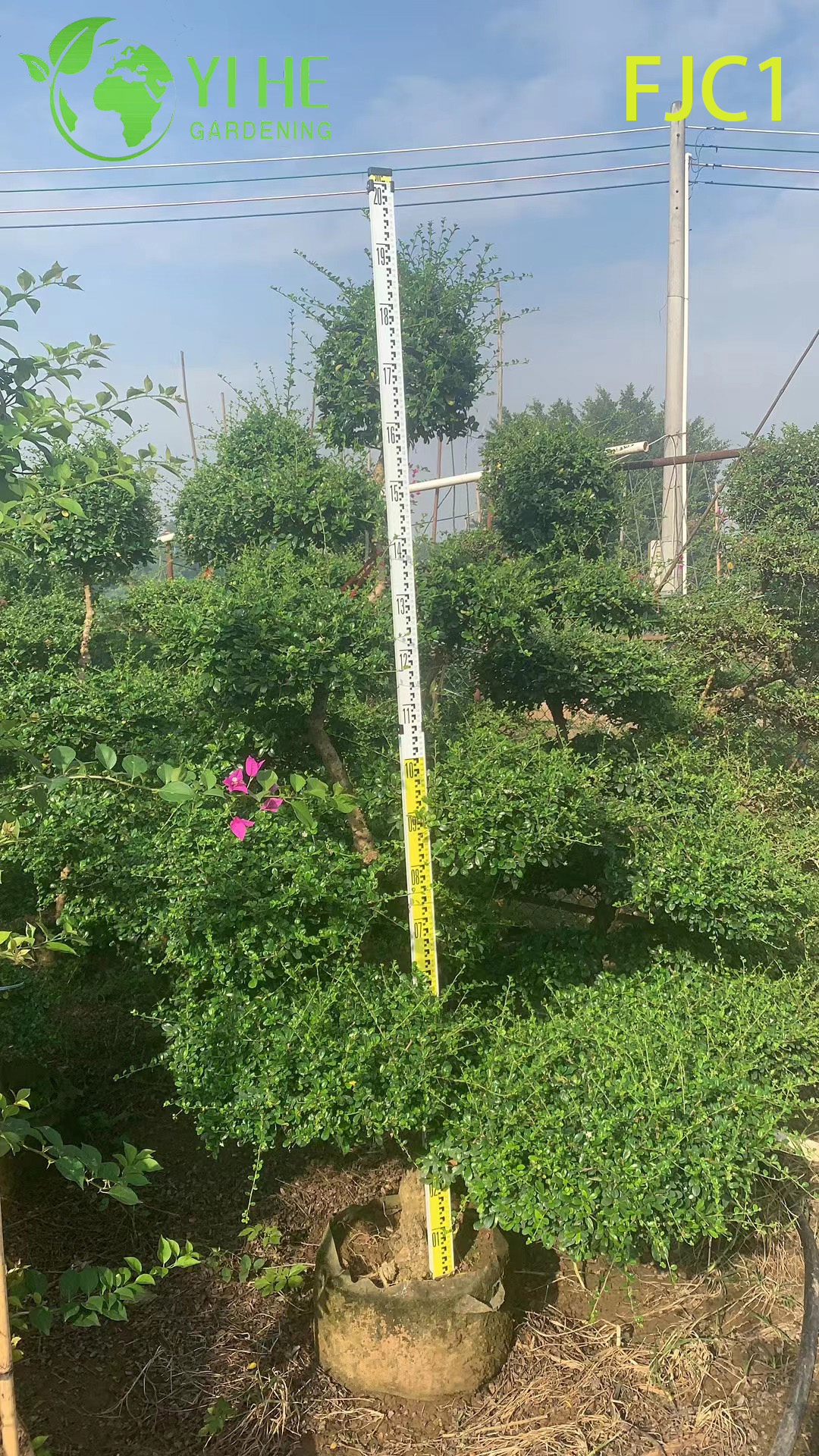 Фуцзяньский чайный куст, ароматный зеленый чай, декоративное растение для сада и дома