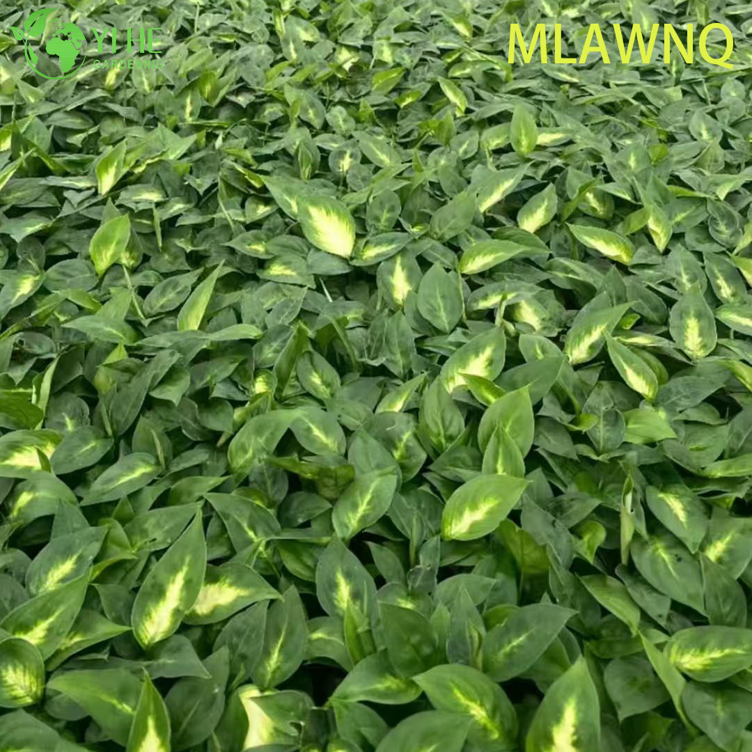 Аглаонема Мариан декоративное комнатное растение вечнозеленое тропическое растение для дома офиса и интерьера