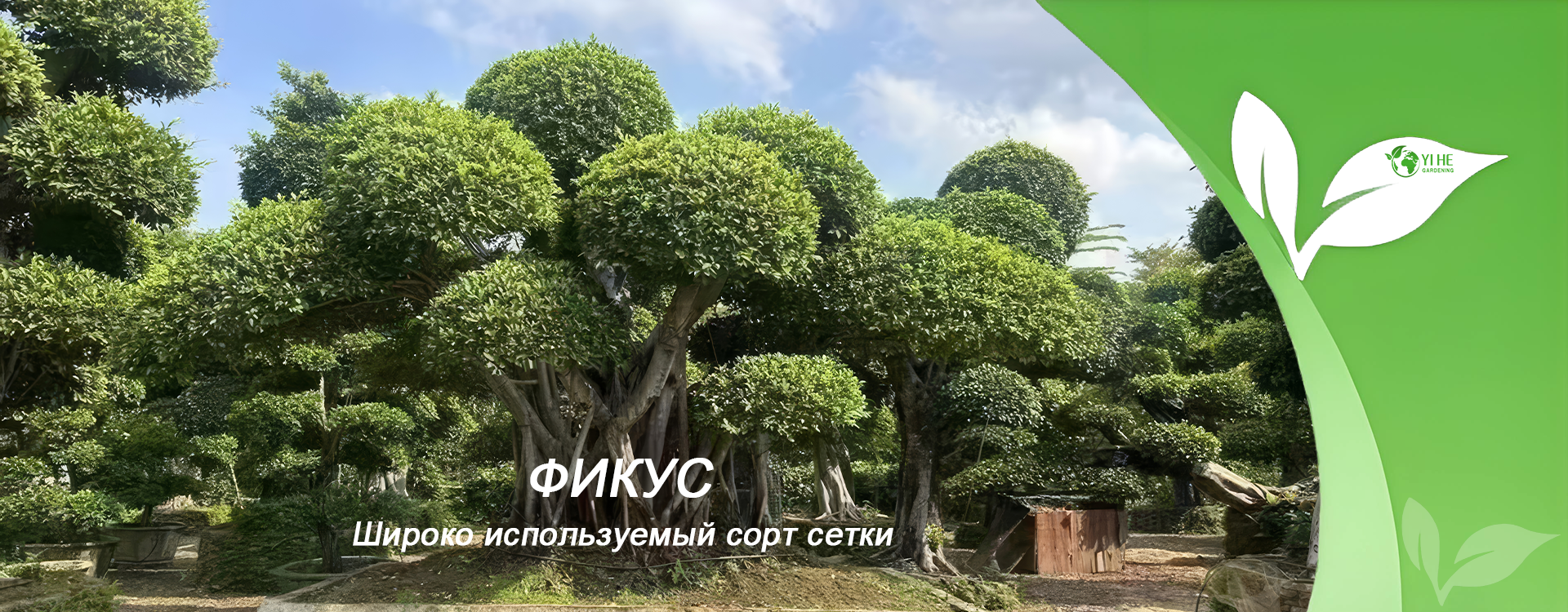 Ficus