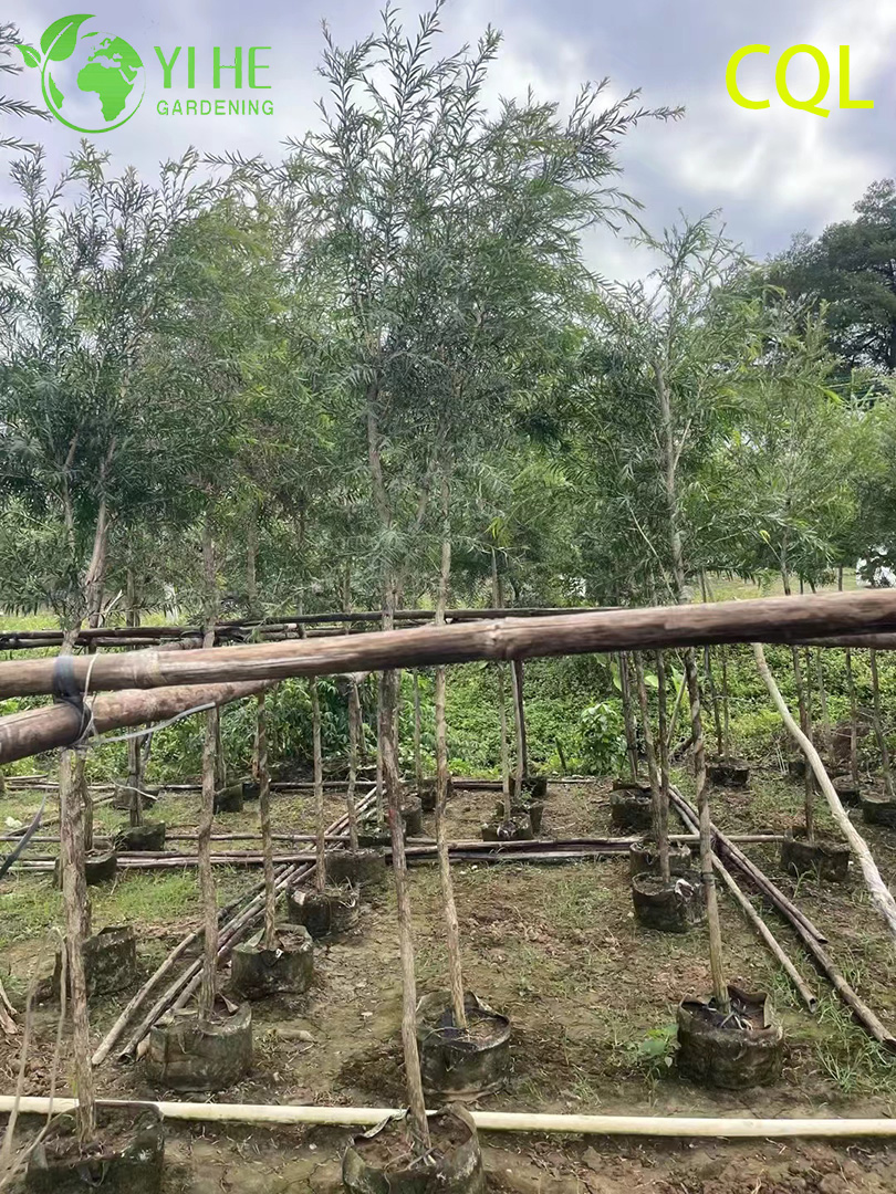 Каллистемон Прутовидный (Краснотычиночник) – Плакучий Кустарник, Оптовая Продажа и Экспорт