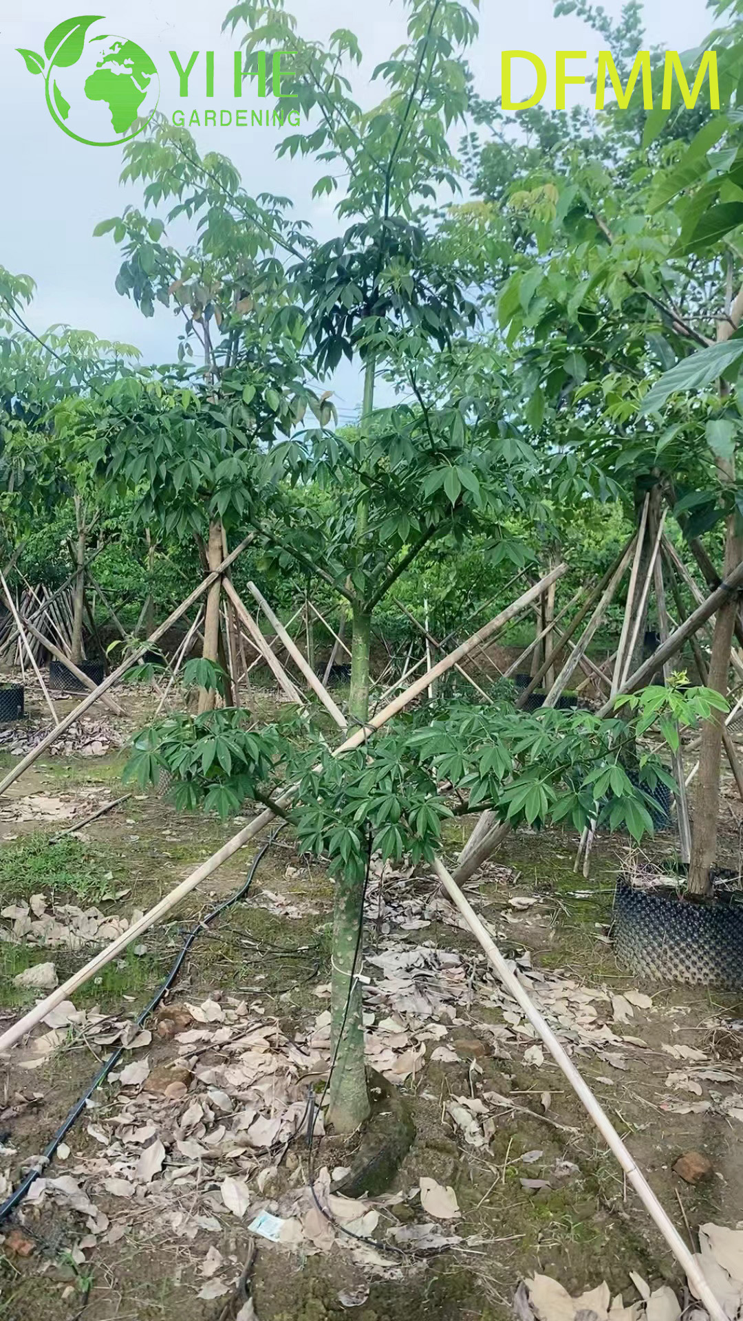 Хоризия Великолепная (Сейба) – Экзотическое Бутылочное Дерево, Опт, Экспорт