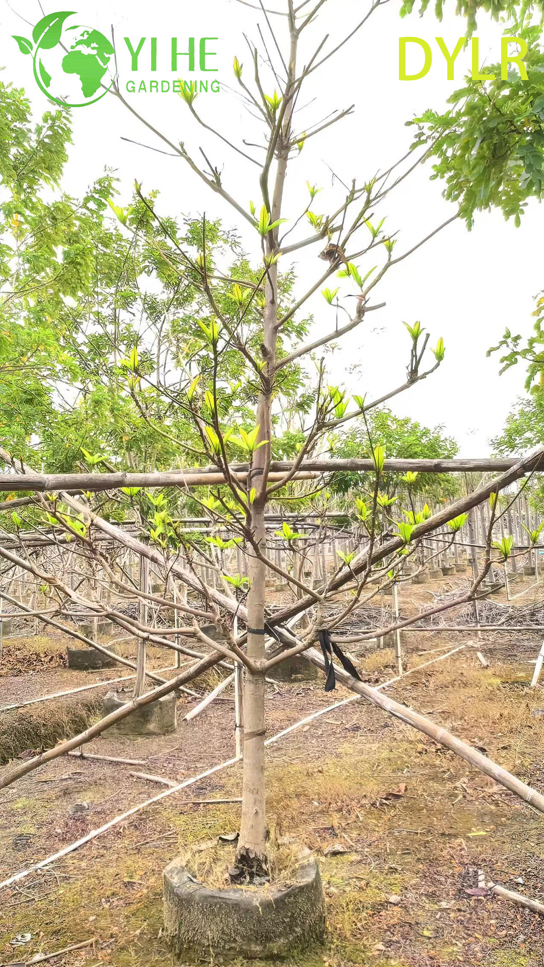 Терминалия Катаппа (Морской Миндаль) – Широколиственное Дерево, Оптовые Поставки и Экспорт
