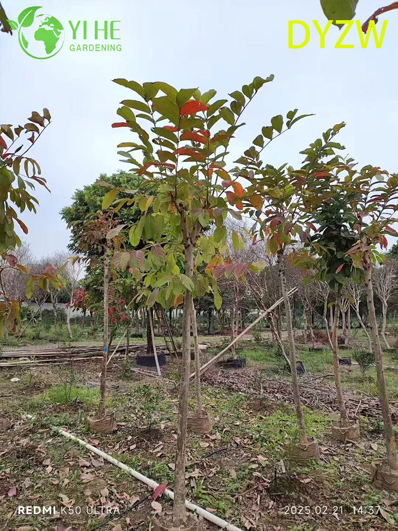 Лагерстремия Красивая (Индийская Сирень) – Крупное Декоративное Дерево, Опт и Экспорт