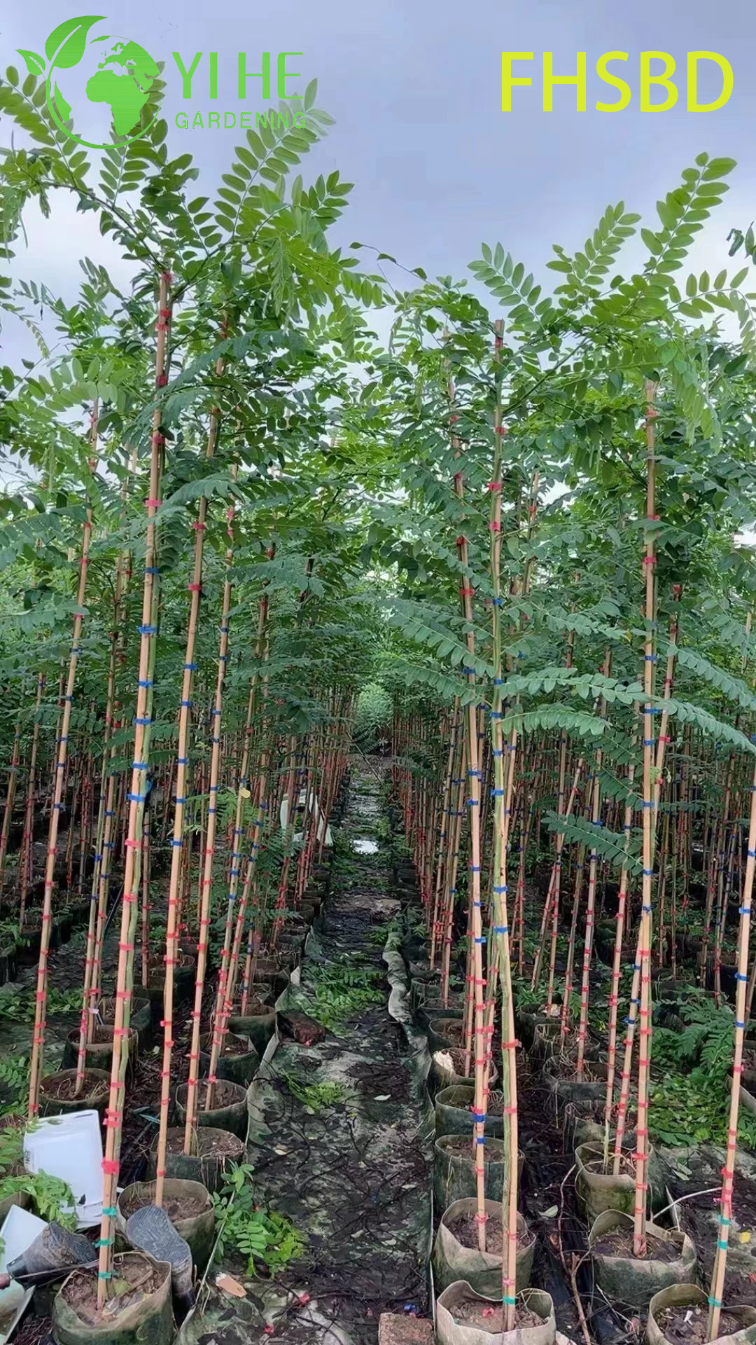 Кассия Крупная (Розовая Кассия) – Быстрорастущее Тропическое Дерево, Опт, Экспорт