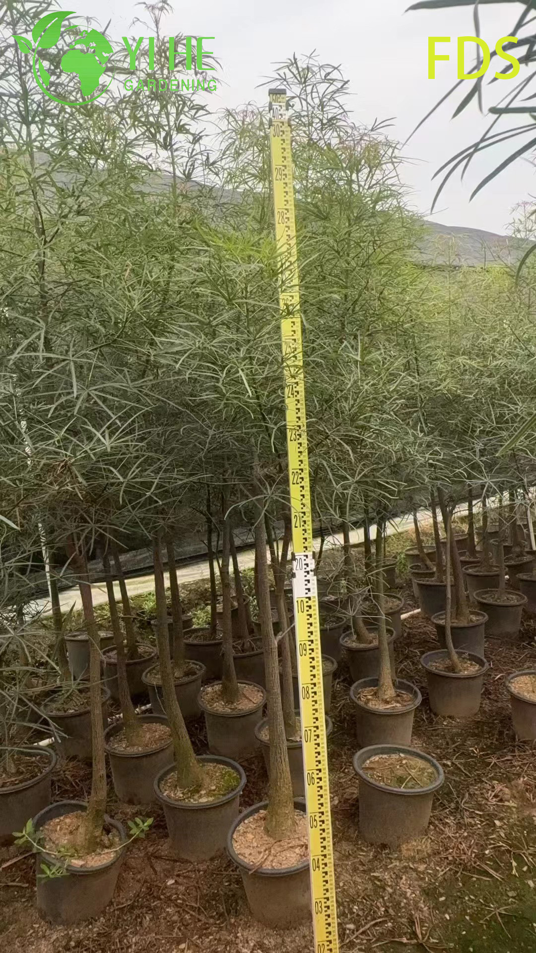 Жатрофа Пузыревидная (Будда-Живот) – Декоративное Каудексное Растение, Опт, Экспорт