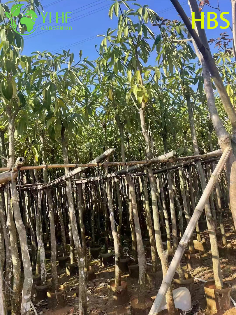 Алстония Ученая (Черное Дерево) – Крупное Вечнозеленое Дерево, Оптовые Поставки, Экспорт