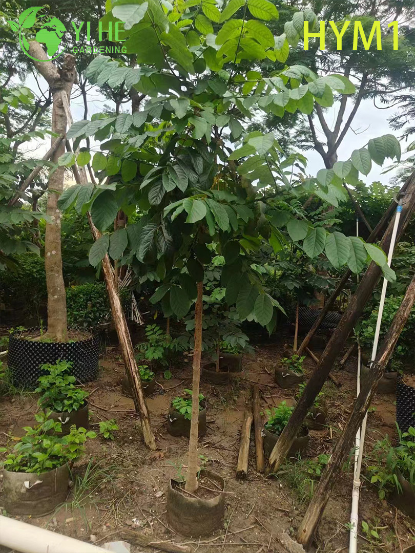 Сарака Священная (Ашока) – Вечнозеленое Лечебное Дерево, Оптовая Продажа, Экспорт