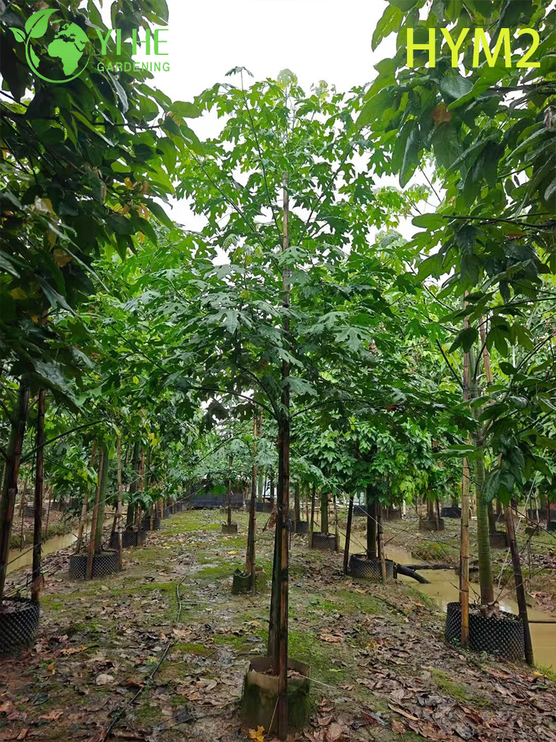 Брахихитон Кленолистный (Огненное Дерево) – Декоративное Бутылочное Дерево, Опт, Экспорт