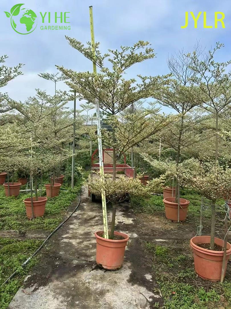 Терминалия Пестролистная (Морской Миндаль) – Редкое Декоративное Дерево, Опт и Экспорт