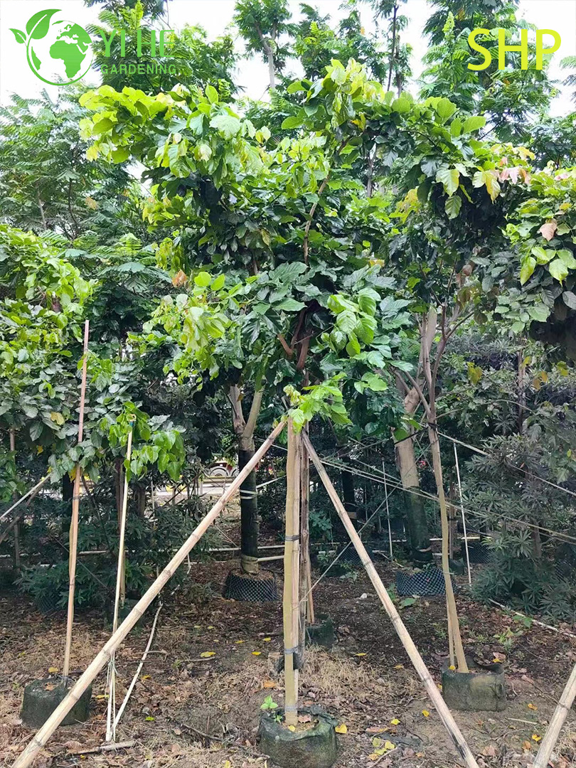 Понгамия Перистая (Каркадж) – Вечнозеленое Биотопливное Дерево, Опт, Экспорт