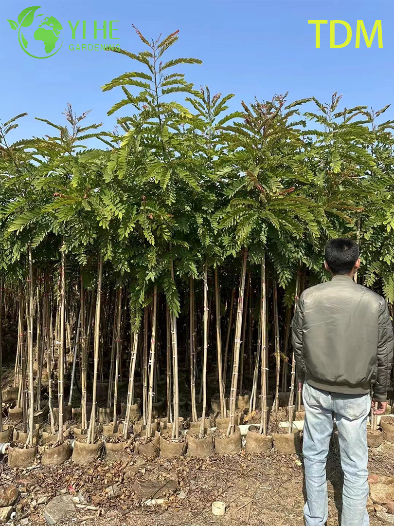 Сенна Сиамская (Железное Дерево) – Быстрорастущее Теневое Дерево, Опт, Экспорт
