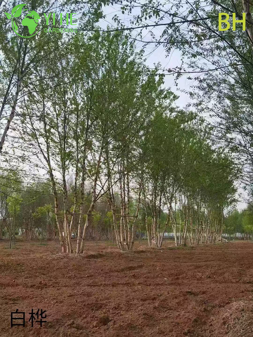 Береза Широколистная – Морозостойкое Декоративное Дерево, Ценная Древесина, Опт, Экспорт