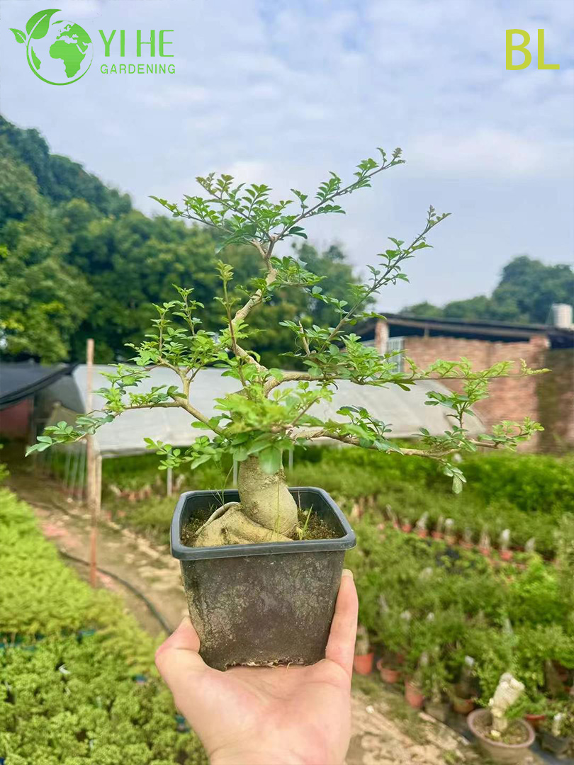 Ясень Китайский (Фрасинус) – Быстрорастущее Листопадное Дерево, Ценная Древесина, Опт