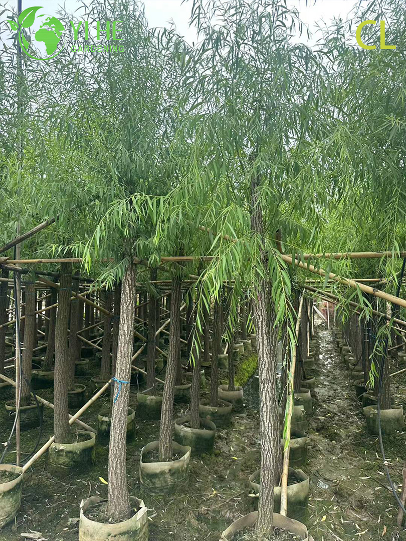 Ива Плакучая (Вавилонская) – Быстрорастущее Дерево для Водоемов, Опт, Экспорт