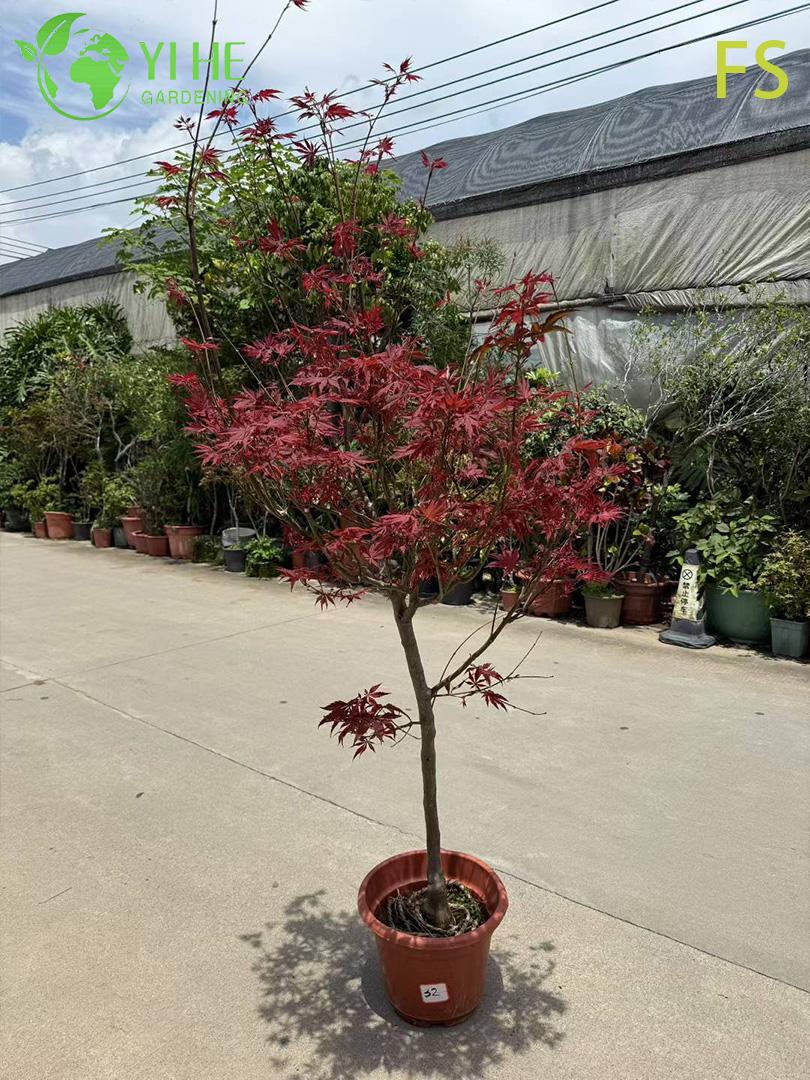 Клен Сахарный (Acer saccharum) – Морозостойкое Дерево, Яркая Осенняя Окраска, Опт