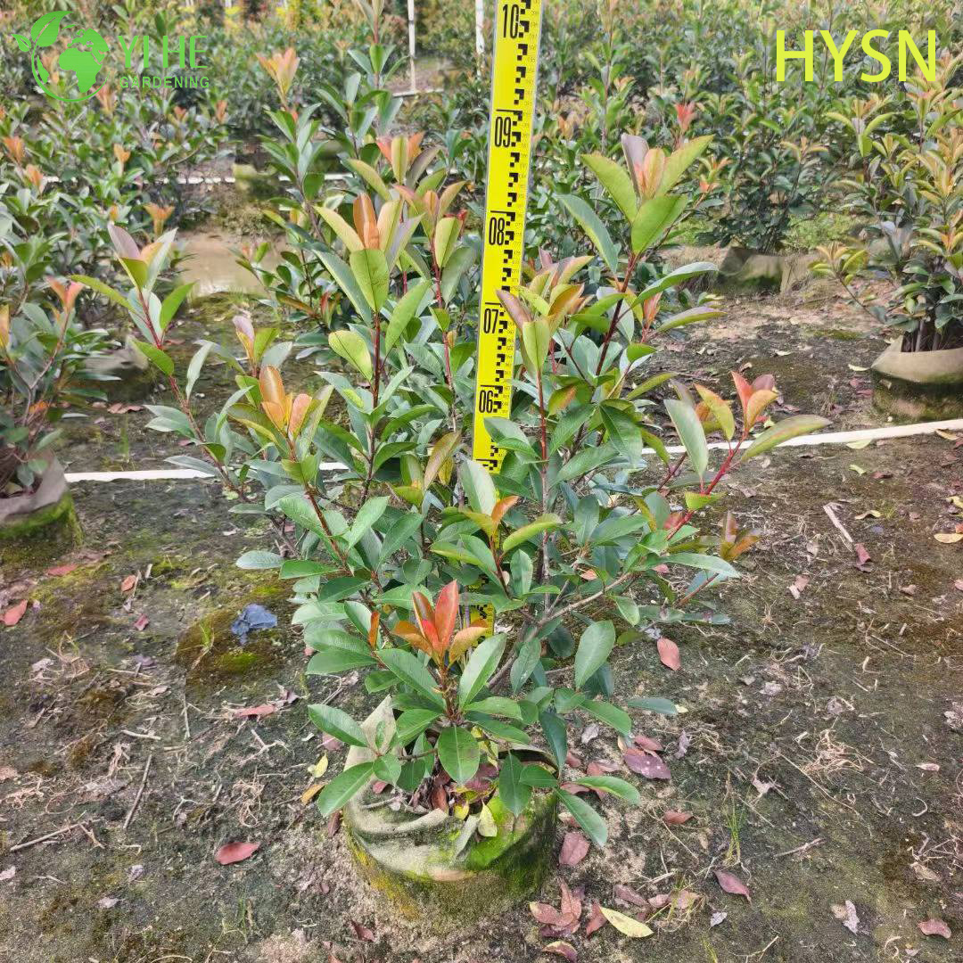 Фотиния Фрэзера (Ред Робин) – Вечнозеленый Кустарник для Живой Изгороди, Опт, Экспорт