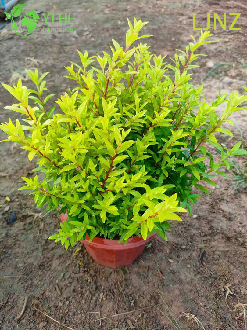 Бирючина Блестящая ‘Брайт Кристал’ – Вечнозеленая Пестролистная Изгородь, Опт, Экспорт