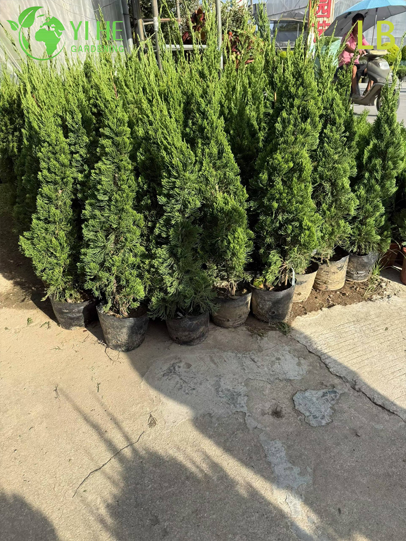 Можжевельник Китайский ‘Кайзука’ – Декоративное Вечнозеленое Топиарное Дерево, Опт, Экспорт