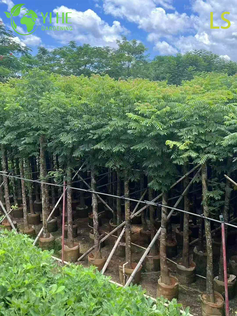 Кёльреутерия Двойноперистая – Золотое Цветение, Красные Плоды, Морозостойкое Теневое Дерево, Опт