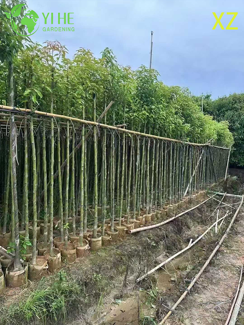 Коричник Камфорный (Камфорное Дерево) – Вечнозеленый Ароматный Солитер, Опт, Экспорт