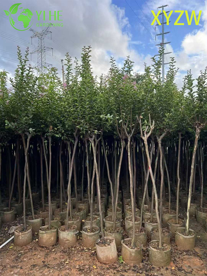 Лагерстремия Индийская (Креповый Мирт) – Длительное Цветение, Зимняя Кора, Опт, Экспорт