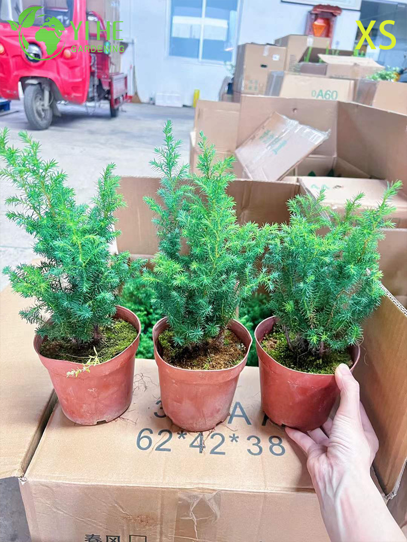 Кедр Гималайский (Дерево Деодар) – Вечнозеленое Хвойное Дерево, Опт, Экспорт