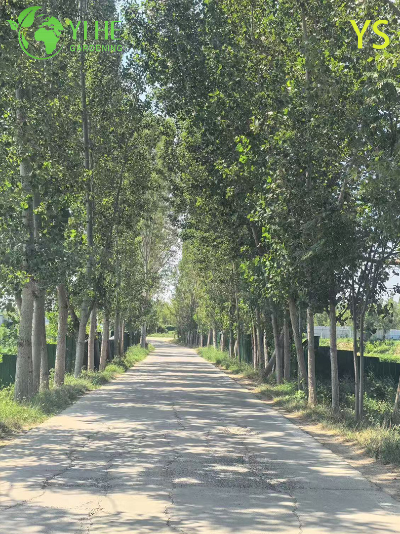 Тополь Пушистый (Populus tomentosa) – Быстрорастущее Дерево для Очистки Воздуха, Морозостойкий, Опт