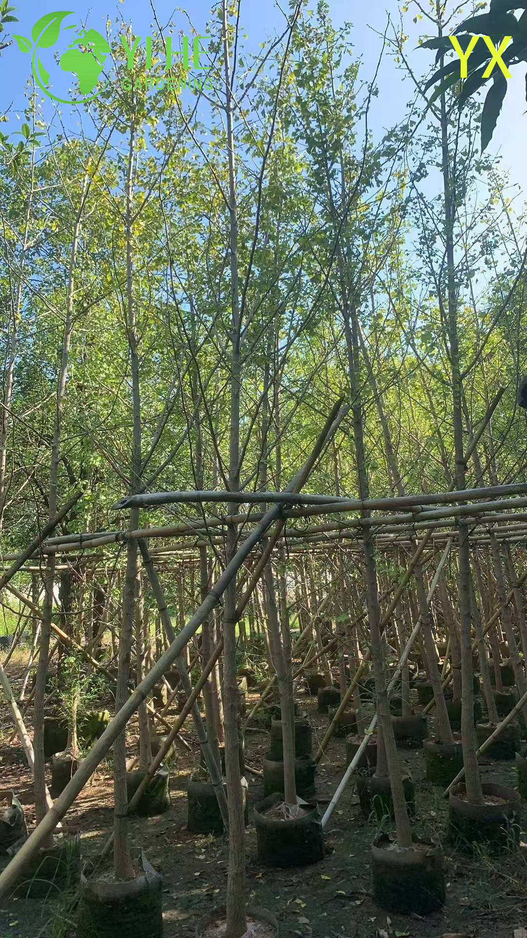 Гинкго Двулопастный (Реликтовое Дерево) – Морозостойкий Солитер, Лечебные Листья, Опт, Экспорт