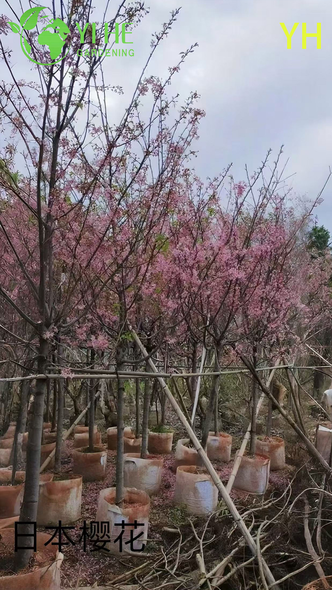 Вишня Йедоэнская (Сакура) – Раннее и Обильное Цветение, Японская, Опт, Экспорт