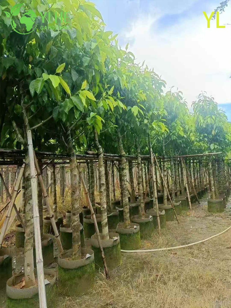 Магнолия Голая (Юлань) – Раннее Ароматное Цветение, Морозостойкое Декоративное Дерево, Опт