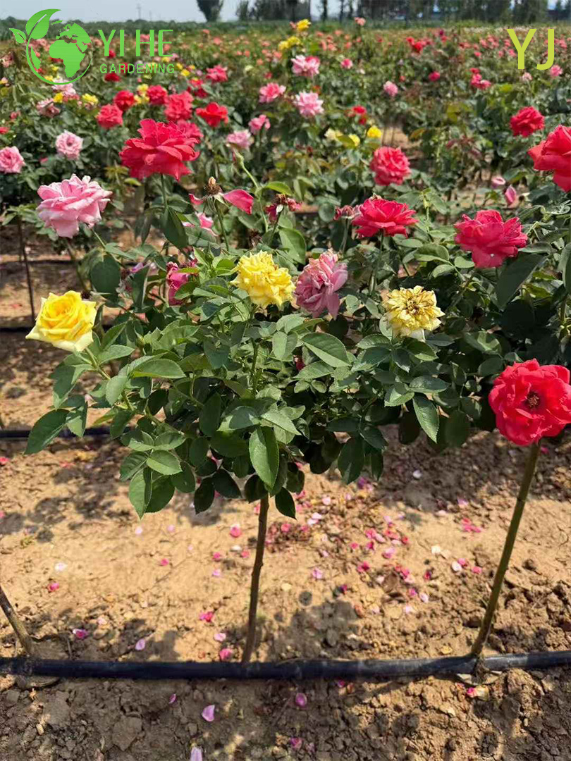Гибридная Роза (Ремонтантная) – Длительное Обильное Цветение, Опт, Экспорт, Все Сорта