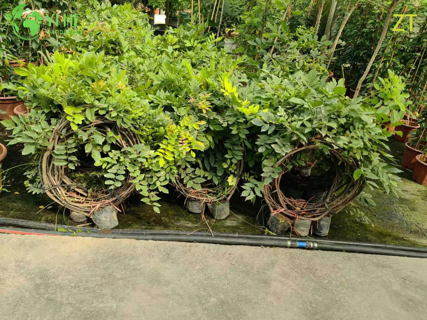 Вистерия Китайская (Глициния) – Ароматная Мощная Лиана, Весеннее Цветение, Опт, Экспорт