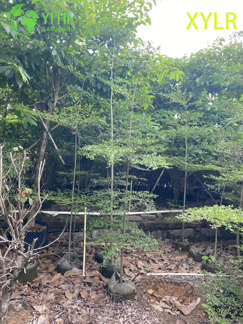 Терминалия Мантали (Слоистая Пагода) – Декоративное Узкое Дерево, Опт, Экспорт