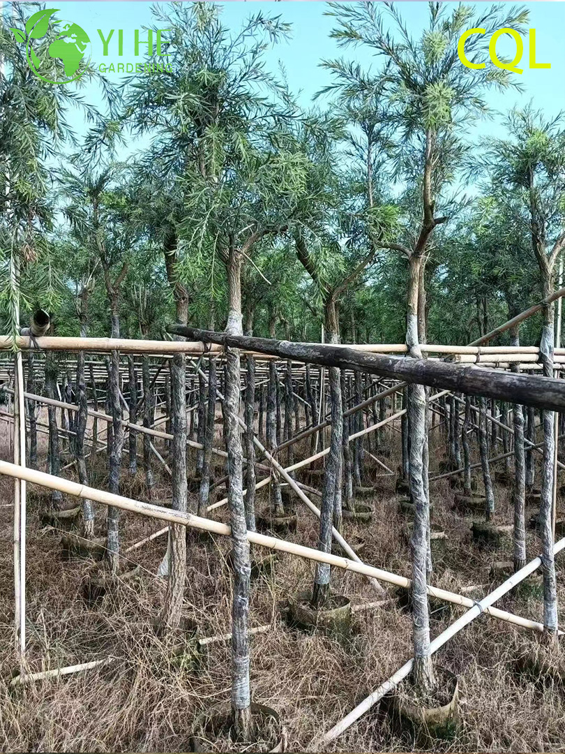 Каллистемон Прутовидный (Краснотычиночник) – Плакучий Кустарник, Оптовая Продажа и Экспорт